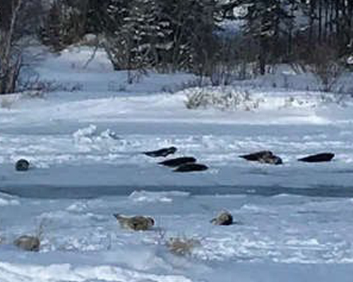 Las focas invaden un pueblo canadiense