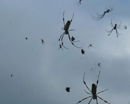 Una lluvia de arañas cae sobre el sur de Brasil