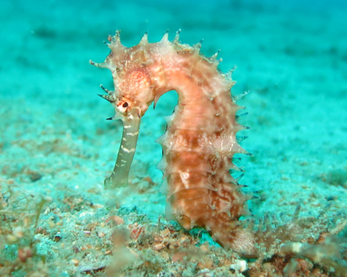 ¿Sabías que el caballito de mar macho lleva el embarazo?