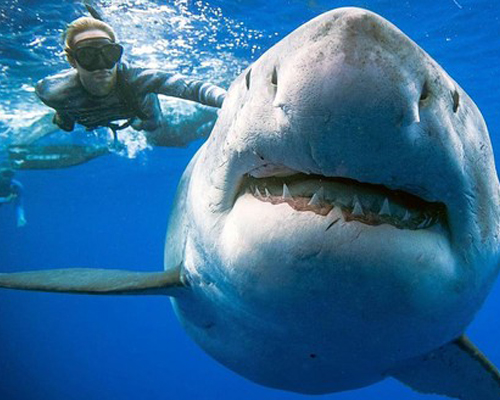 Vuelve el tiburón blanco hembra más grande del mundo