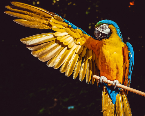 ¿Cuál es la mejor jaula para tu loro?