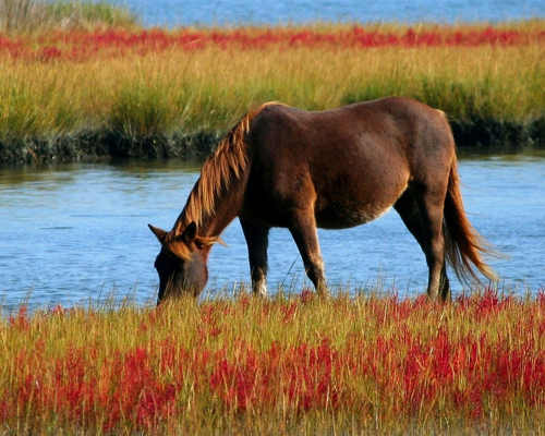 La ola de calor australiana mata a 40 caballos