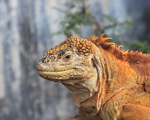 Trasladan a 1000 iguanas a una isla de Galápagos