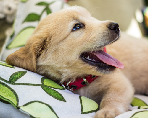 Más de 1000 Golden Retriever toman la ciudad