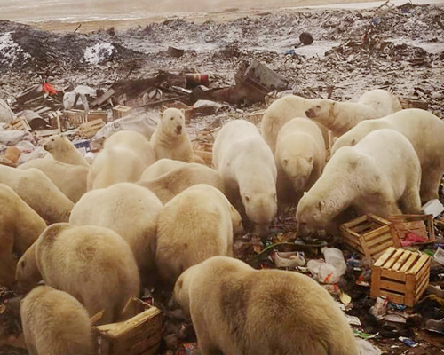 Decenas de osos polares invaden un archipiélago ruso