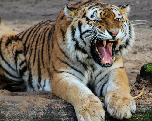 Finge estar muerto para evitar el ataque de un tigre