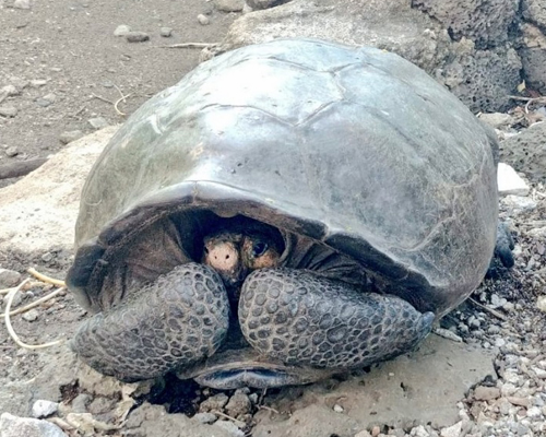 Hallada en Galápagos una tortuga que se creía extinta