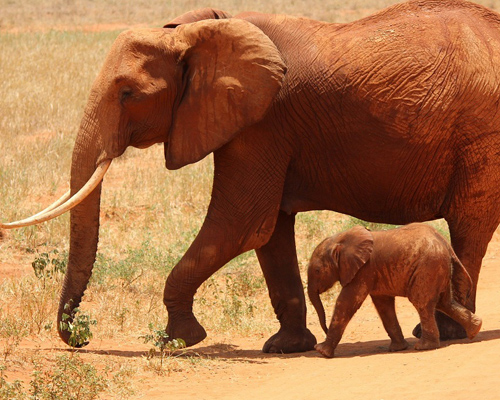 Investigan la muerte de 150 elefantes en Botsuana