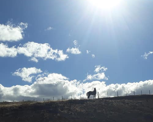 El emotivo rescate de un caballo atrapado