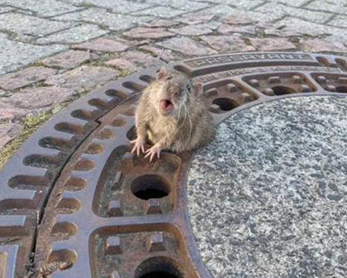 El rescate viral de una rata atrapada por sobrepeso