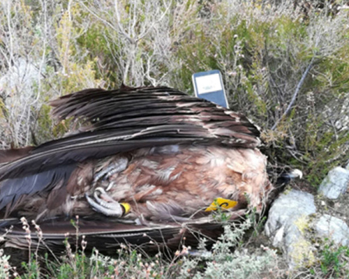 Hallan 70 animales muertos por cebos envenenados