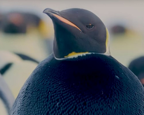 ¿Es este el pingüino más extraño del mundo?