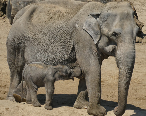 Elefantes asiáticos perderán un 42% de su hábitat