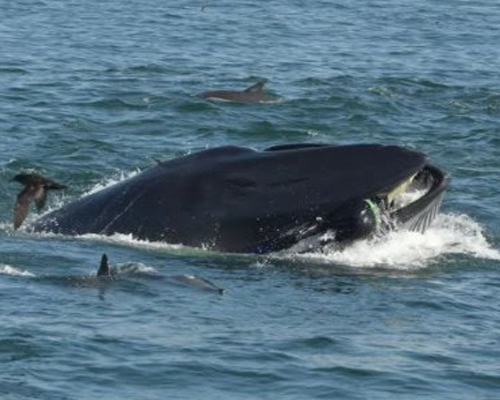 Increíble historia del buzo engullido por una ballena