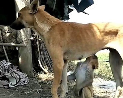 Una perra salva a un mono huérfano en la India