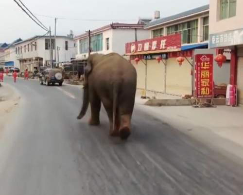 Un elefante salvaje siembra el pánico en China