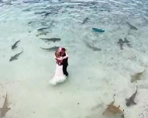 Una sorprendente boda entre tiburones
